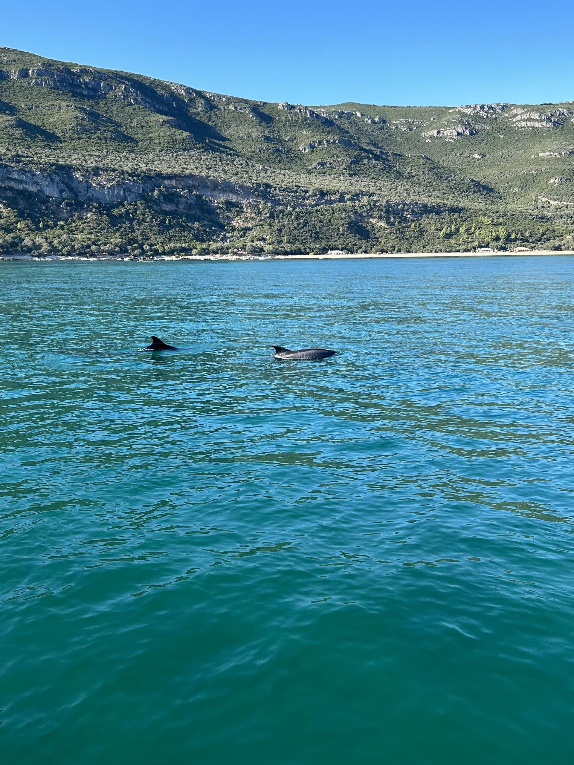 Dolphin Encounters in Arrábida: Sado Estuary Wildlife Cruise from Setúbal