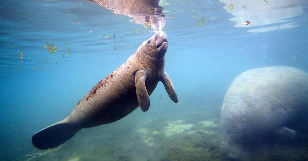 Manatee Tours with Mellow Mangrove Charters in Homosassa