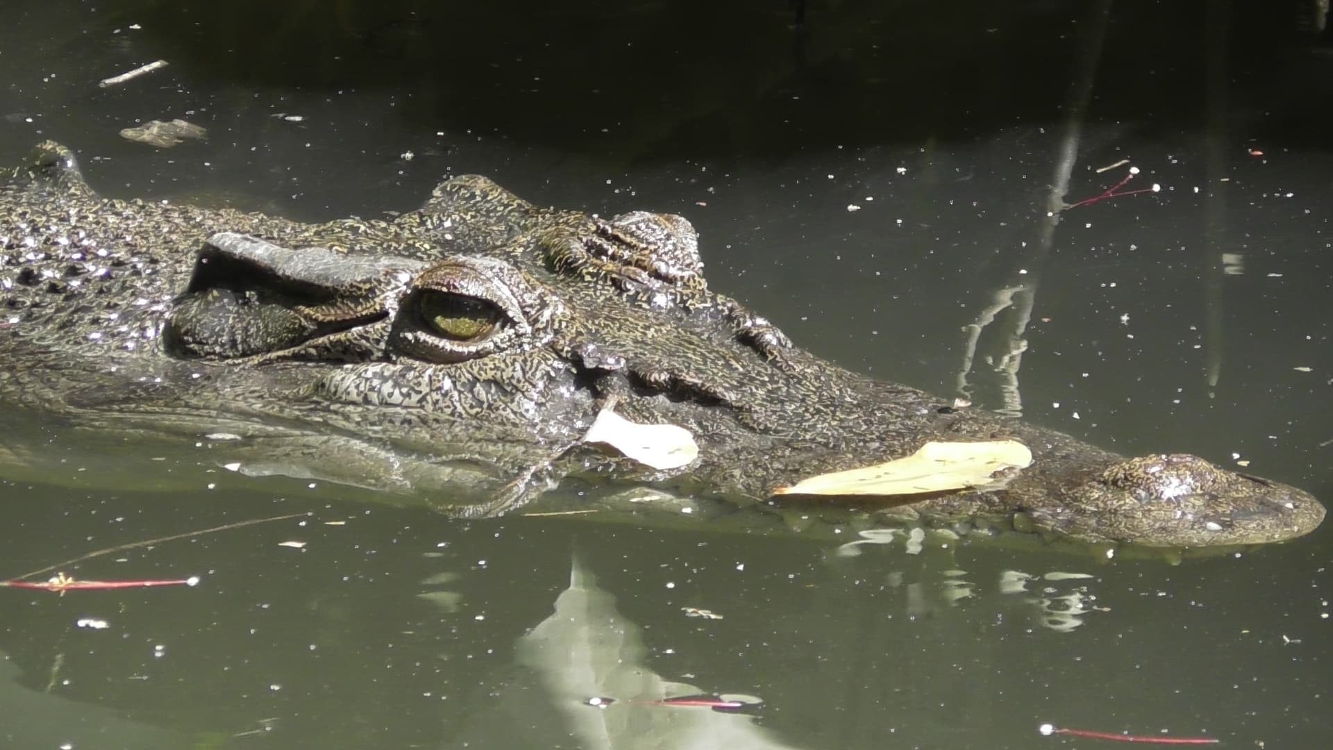 Daintree River Wildlife Cruise with Bruce Belcher’s Cruises