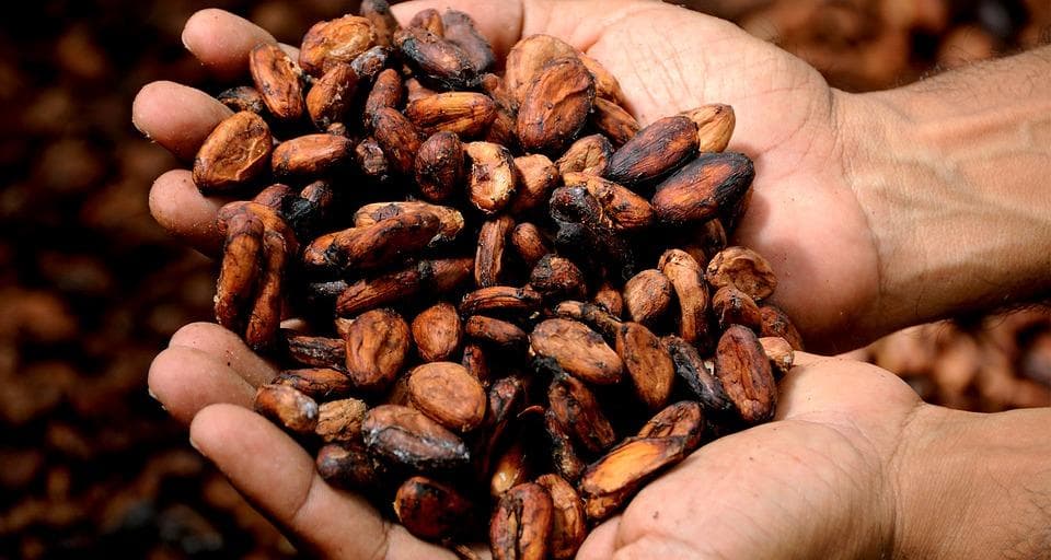 Farmer hands holding fermented cacao beans after harvesting