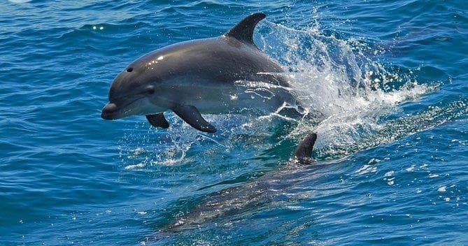 Dolphin Watching & Arrábida Private Tour with ABC Travel