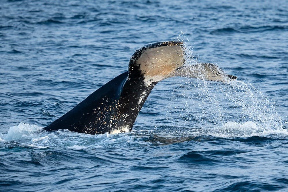 Winter Whale Cruise Phillip Island: Humpbacks, Southern Rights & Seal Rocks