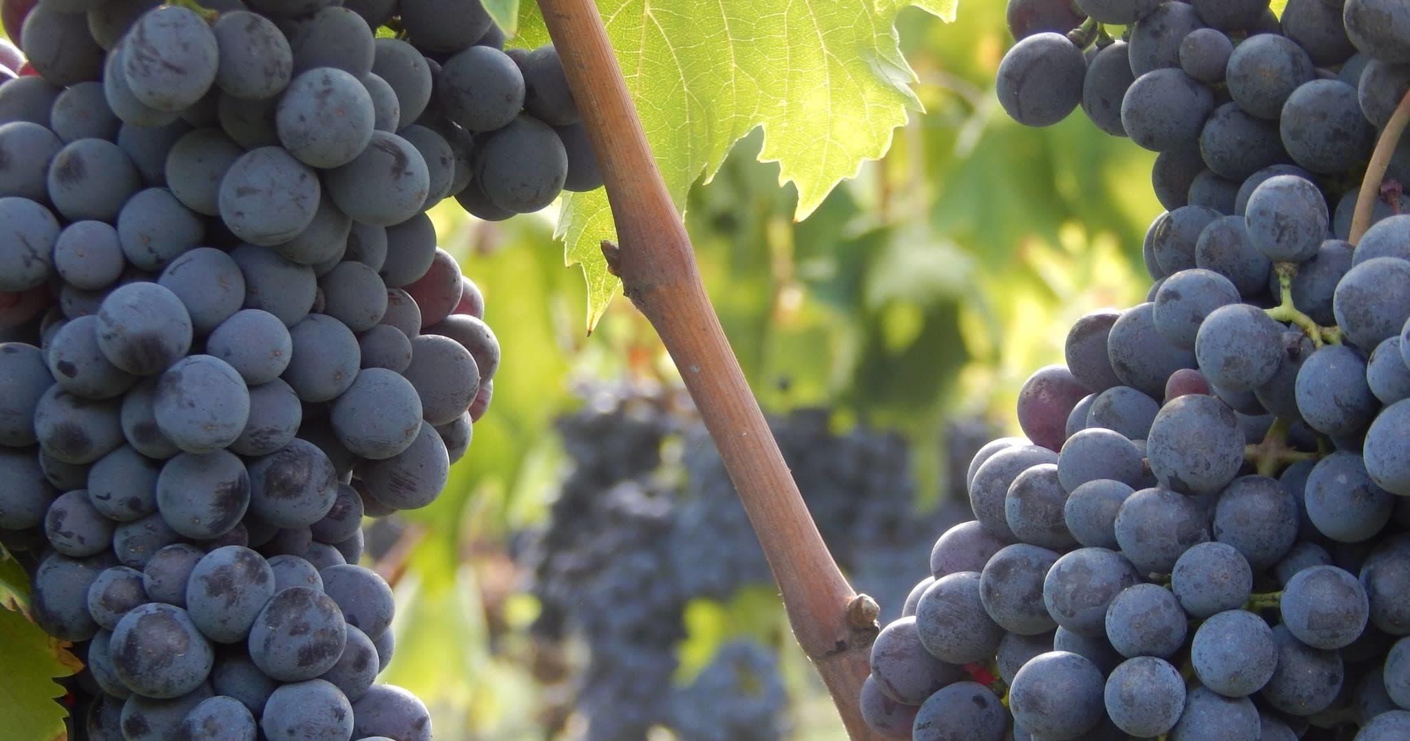 Sip Through Tuscany with Under The Tuscan Sun Tours in Florence