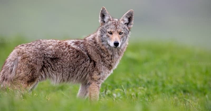 Winter Wildlife Tour at Yellowstone with BrushBuck Wildlife Tours