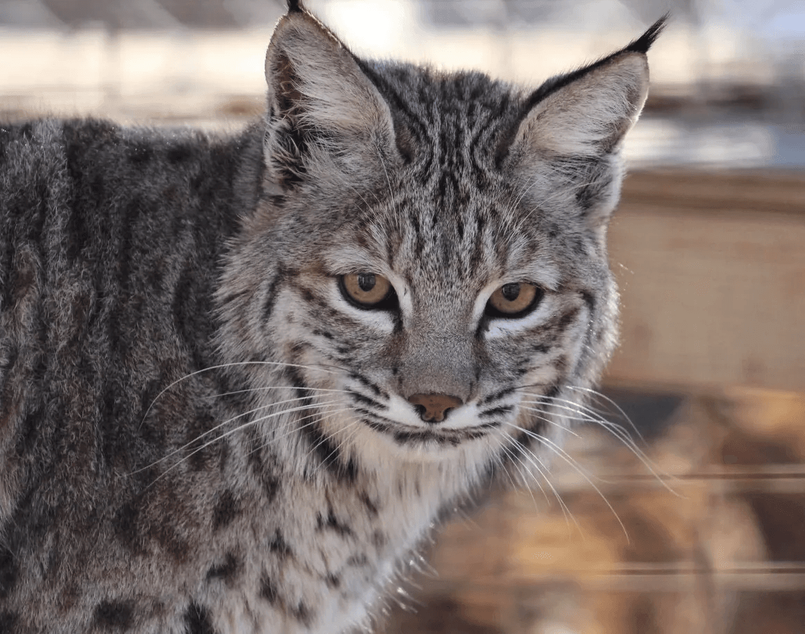 Bobcat in outdoor sanctuary enclosure posing for visitors