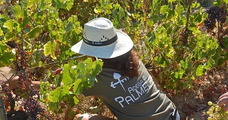 Palmela Grape Harvest with Farm Experiences & Tours