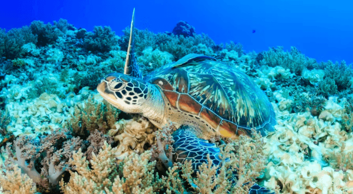 Waikiki Turtle Snorkel Tour: Explore Honolulu’s Marine Life