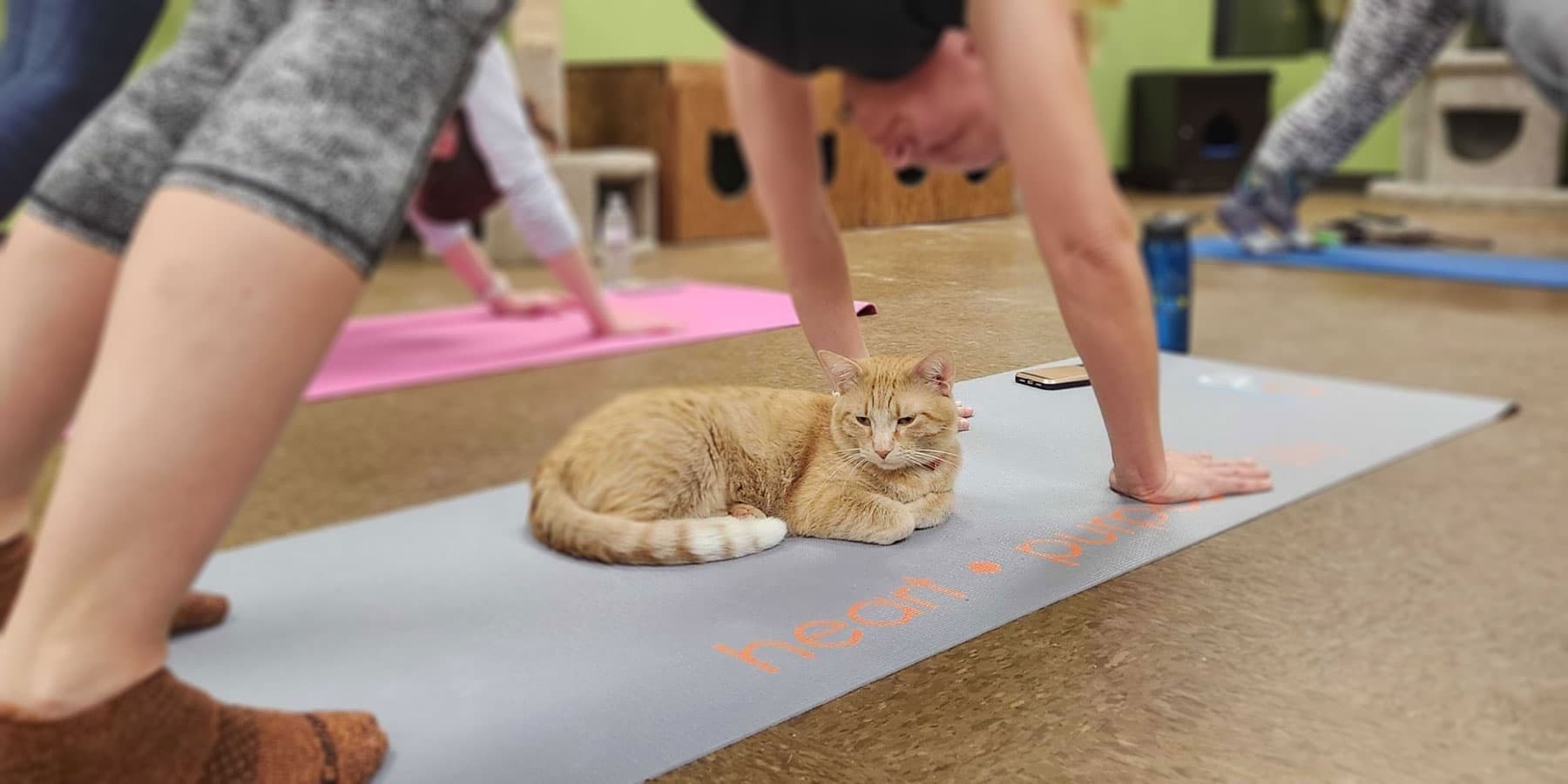 Indoor cat yoga class on mats in cozy cafe studio