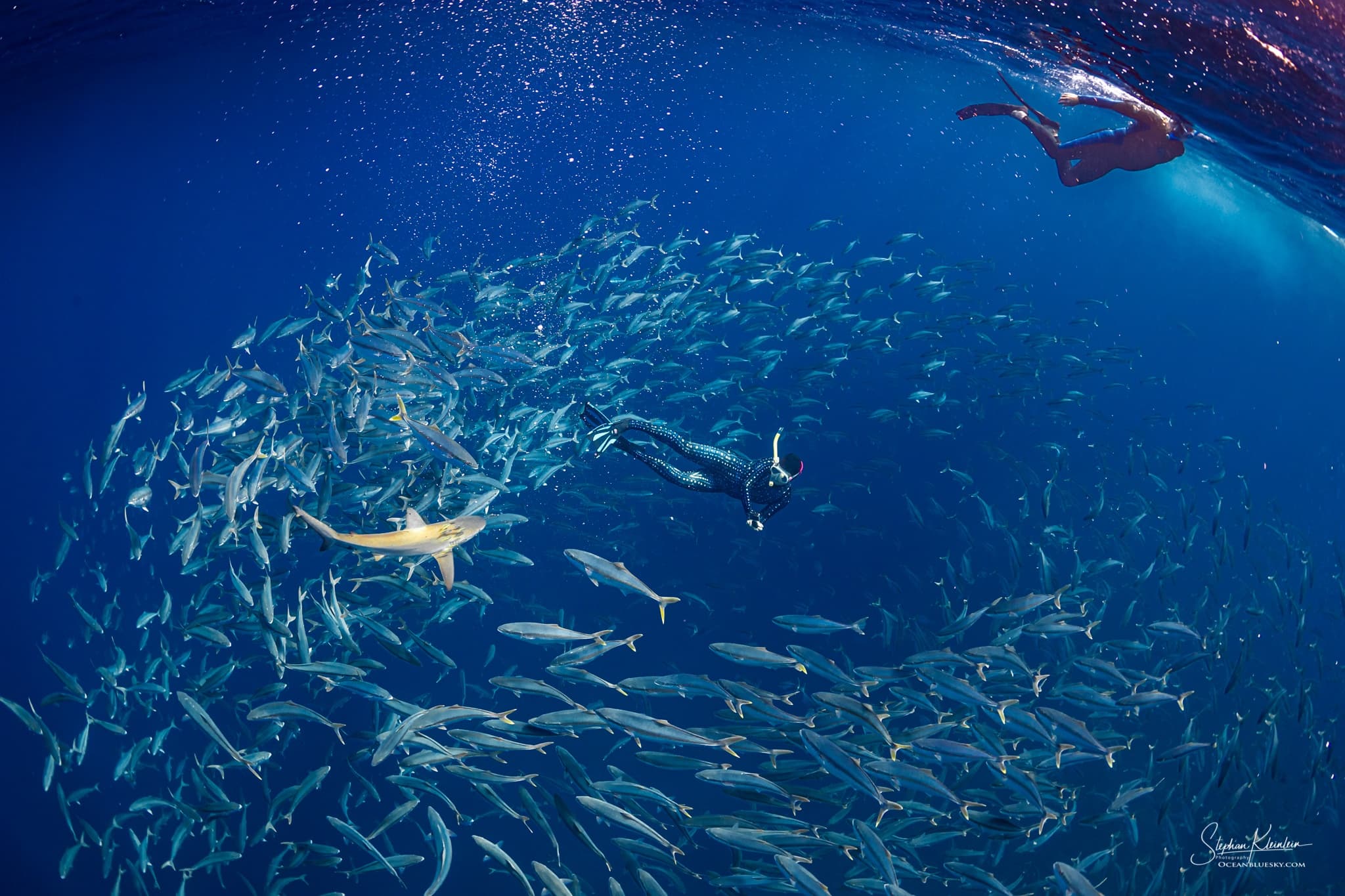 Explore Lord Howe Island’s Underwater Wonders on the Big Blue Buzz Pyramid Snorkelling Expedition