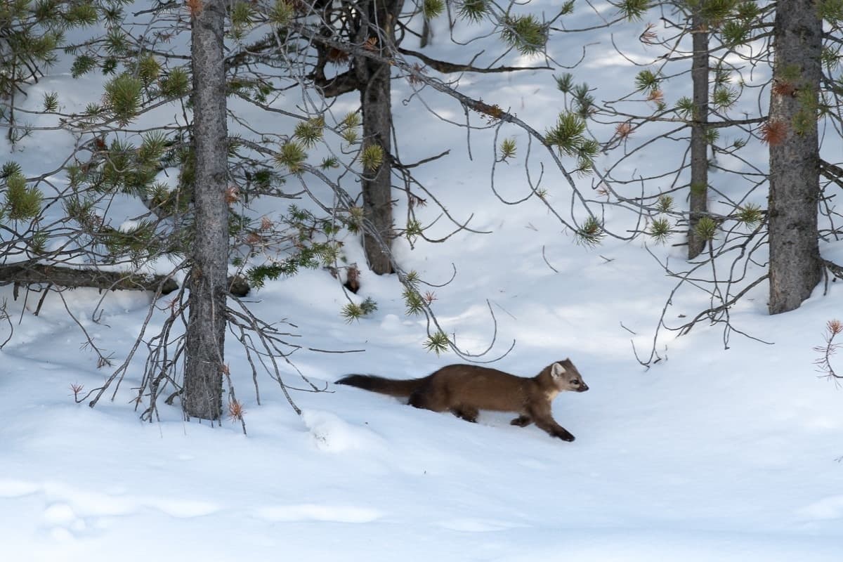 Banff Private Winter Playgrounds & Wildlife: Tubing, Frozen Lakes, Elk Sightings photo 4