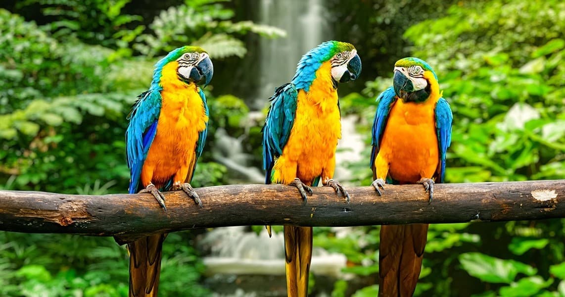 Loro Parque Tenerife Complete Visitor Guide: Wildlife, Shows, and Conservation