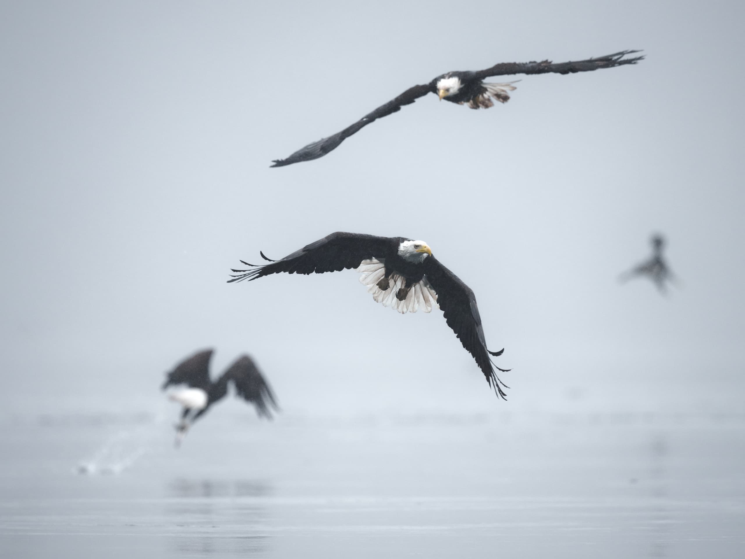 Bald Eagles & Tidal Rapids Adventure: Comox Wildlife Boat Tour photo 2