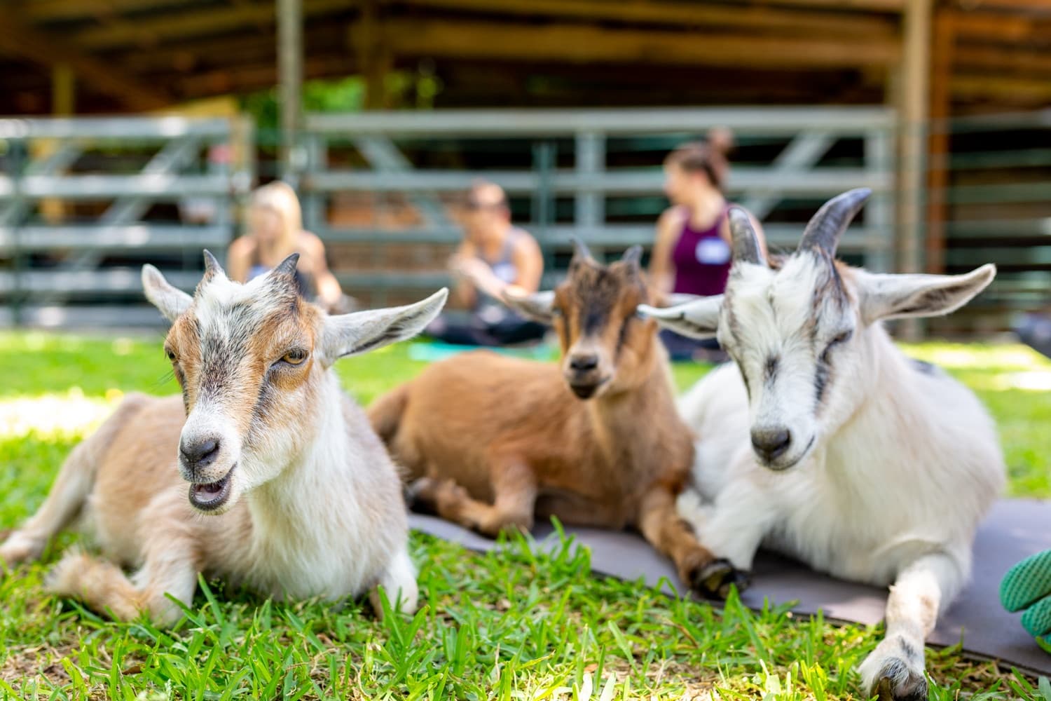 Two-Day Farm Life Summer Camp in Brookshire, Texas