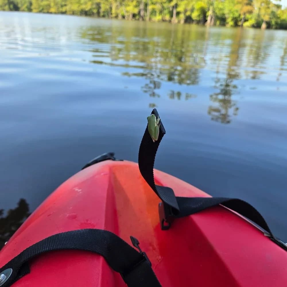 Paddle the Quiet Bayous — Half-Day Kayak Rentals at Bayou Glamping Co., Westlake LA photo 3