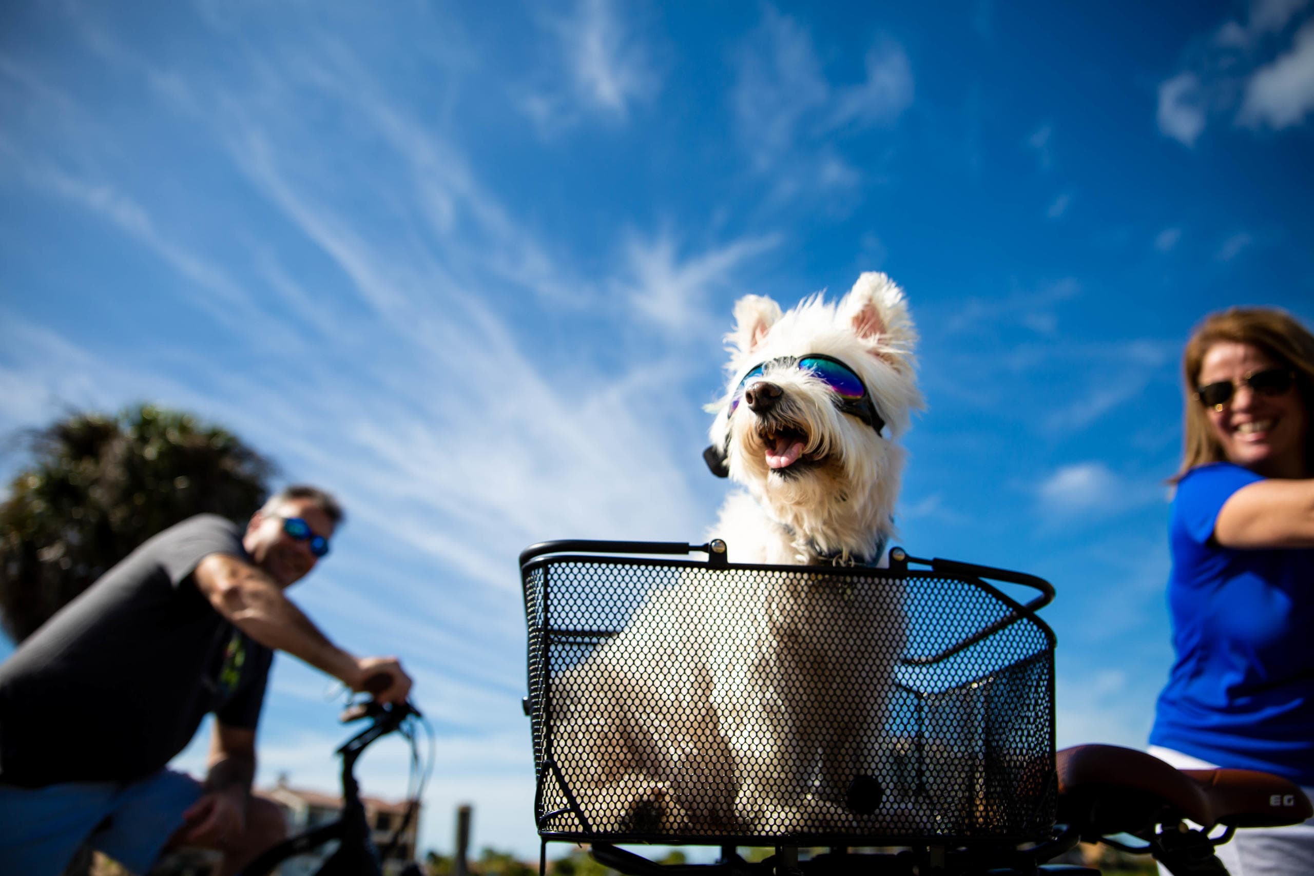 Small dog in bike basket with riders and vivid blue sky