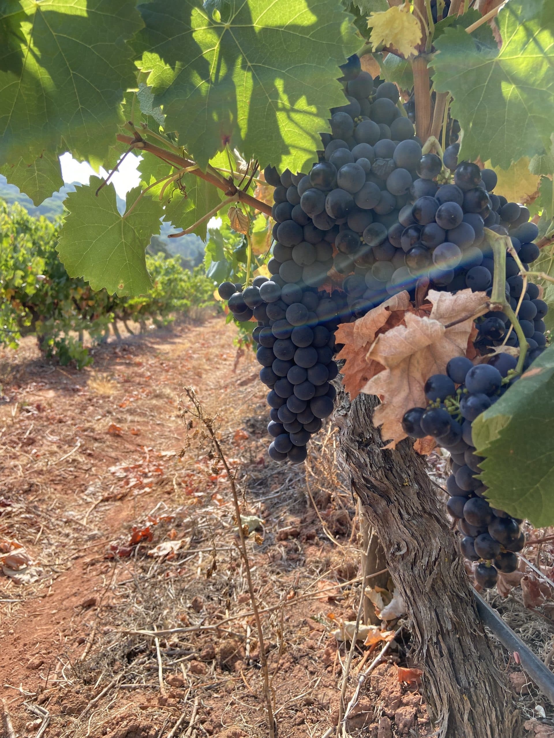 Land Adventures: Wine & Nature Tour at Arrábida by Portugallium