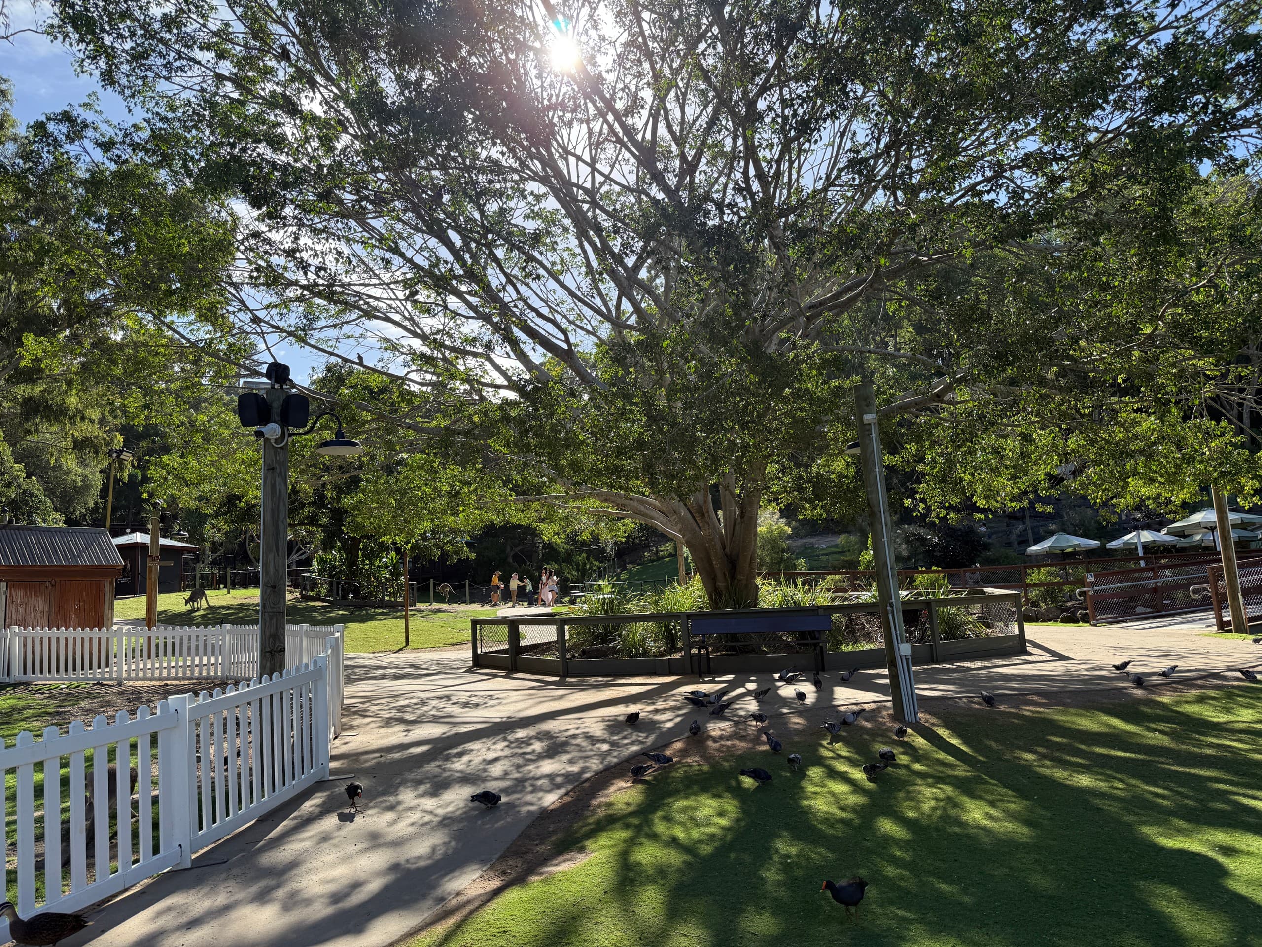 Gold Coast Day Tour: Surfers Paradise, Currumbin Beach & Wildlife Options photo 2