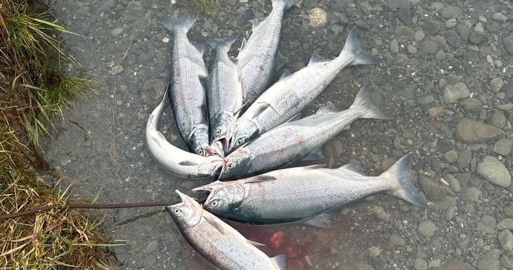Fishing Adventure with Only Fins: Salmon on the Water