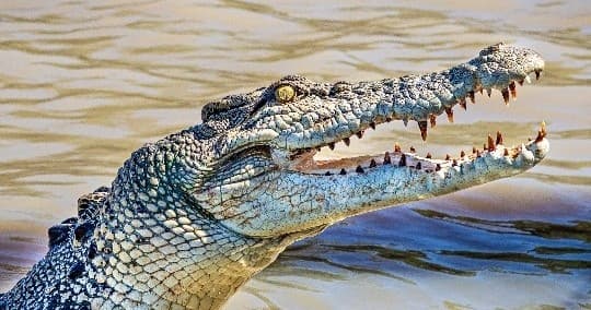 Experience the Thrill of Jumping Crocodiles on Adelaide River Cruises