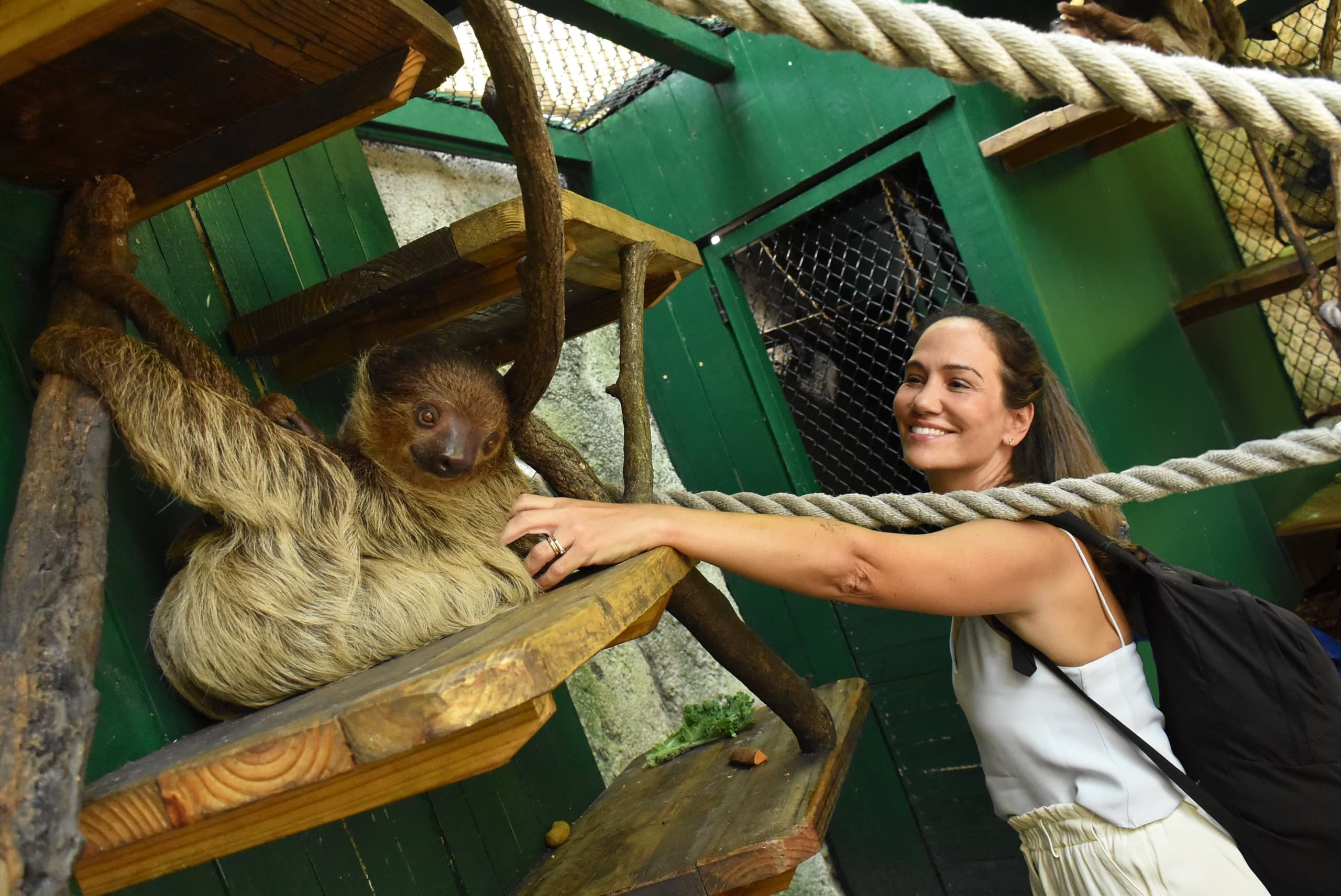 Up Close with Sloths: The Ultimate Miami Wildlife Experience