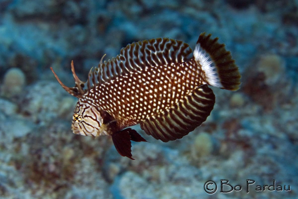 Discovery Scuba Diving with Kona Ocean Adventures