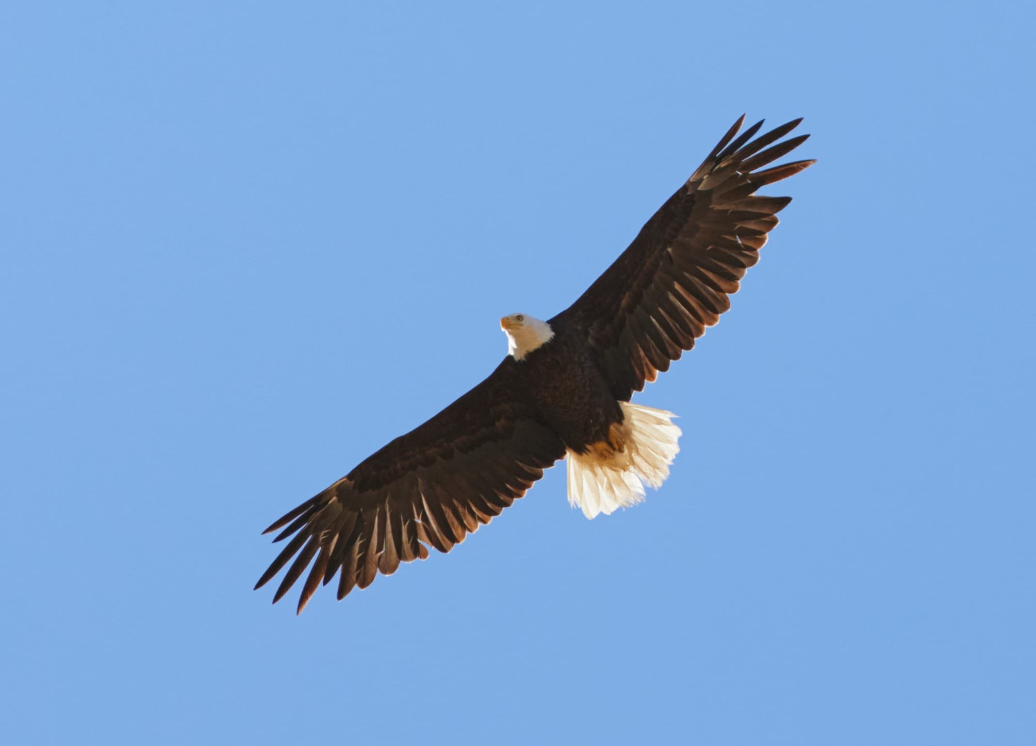 Bird Watching & Eagle Tours at Margarita Adventures in Santa Margarita