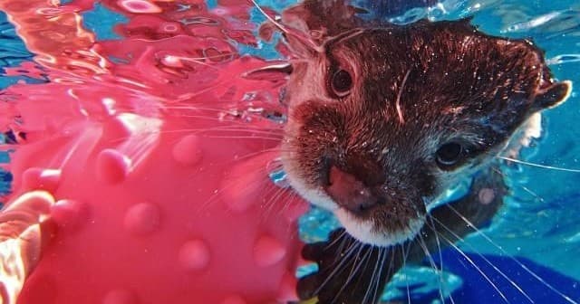 Otter swimming underwater with pink toy in clear pool