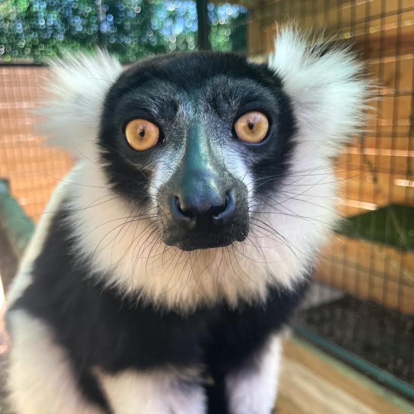 Lemur Encounter Adventure in Lamont, Florida