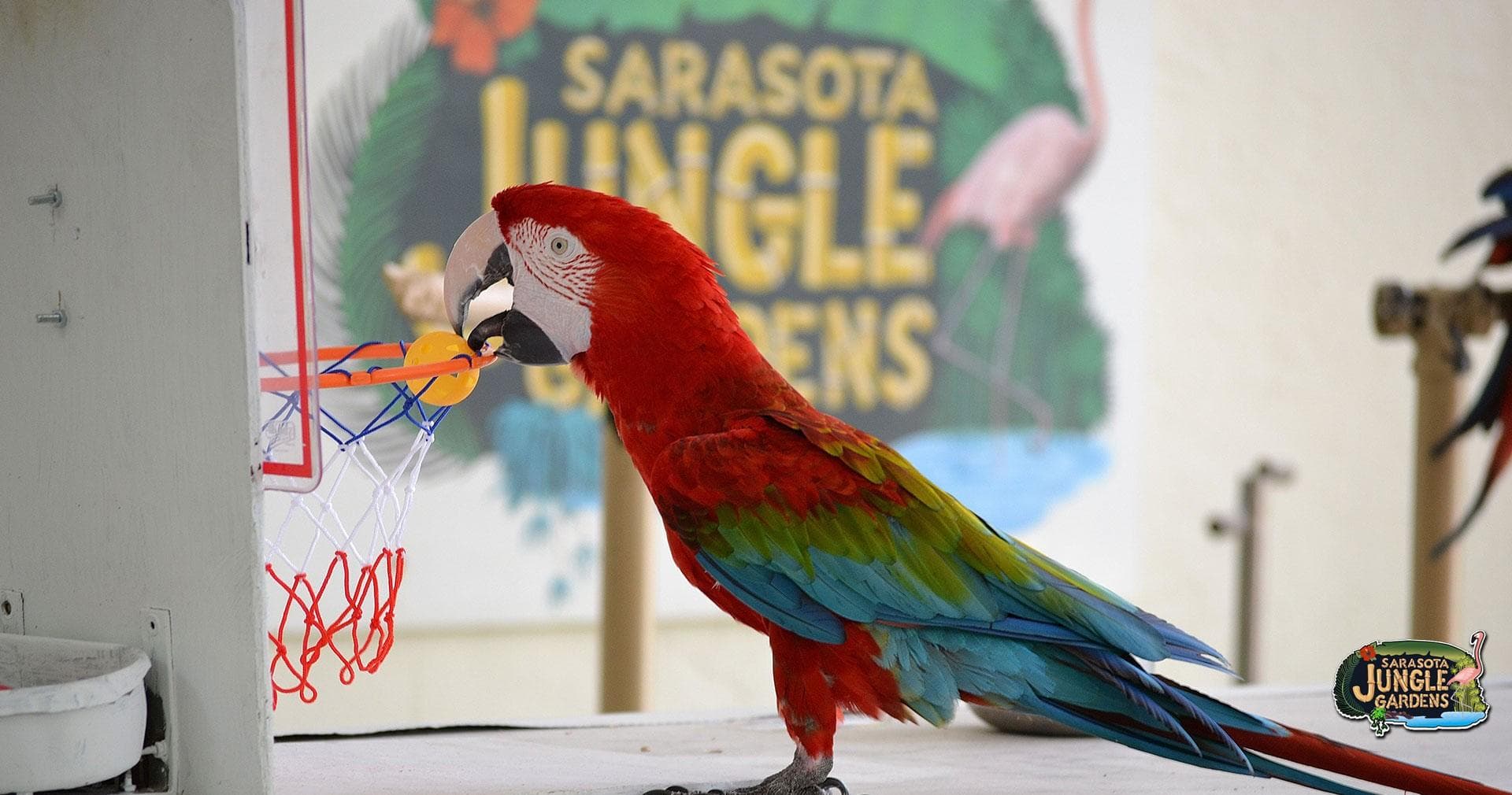 Wildlife Encounter at Sarasota Jungle Gardens