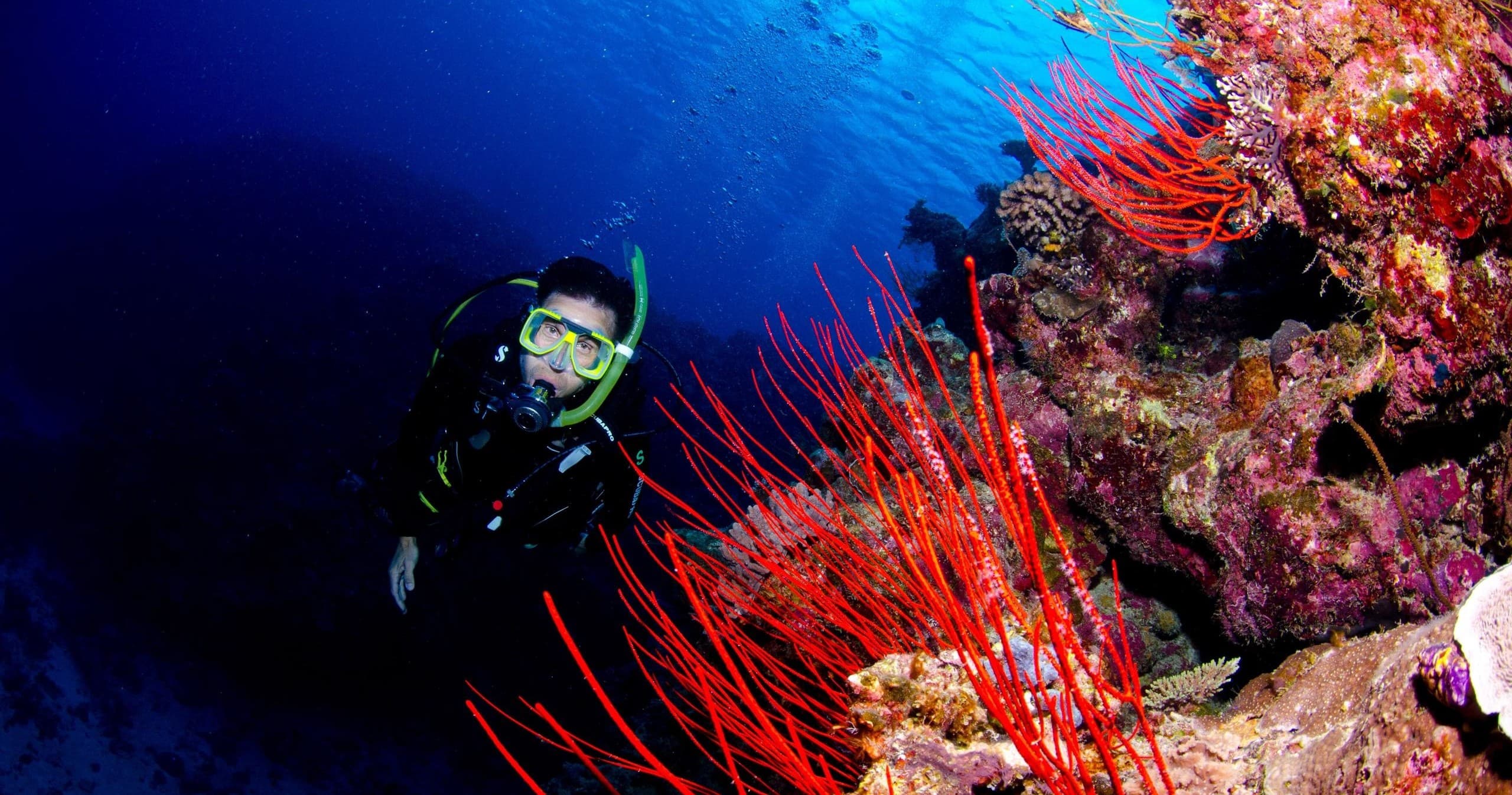 Certified Diving Adventures on the Outer Great Barrier Reef from Port Douglas