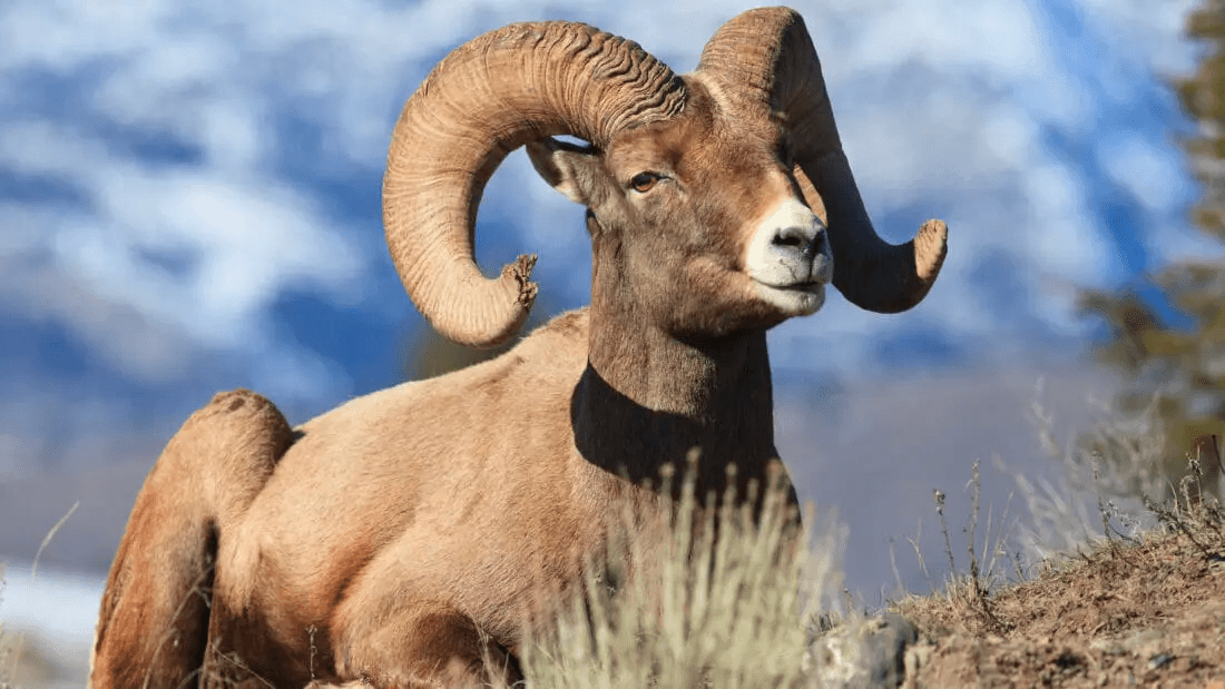Yellowstone Wildlife Safari with Yellowstone Safari Company in Cody