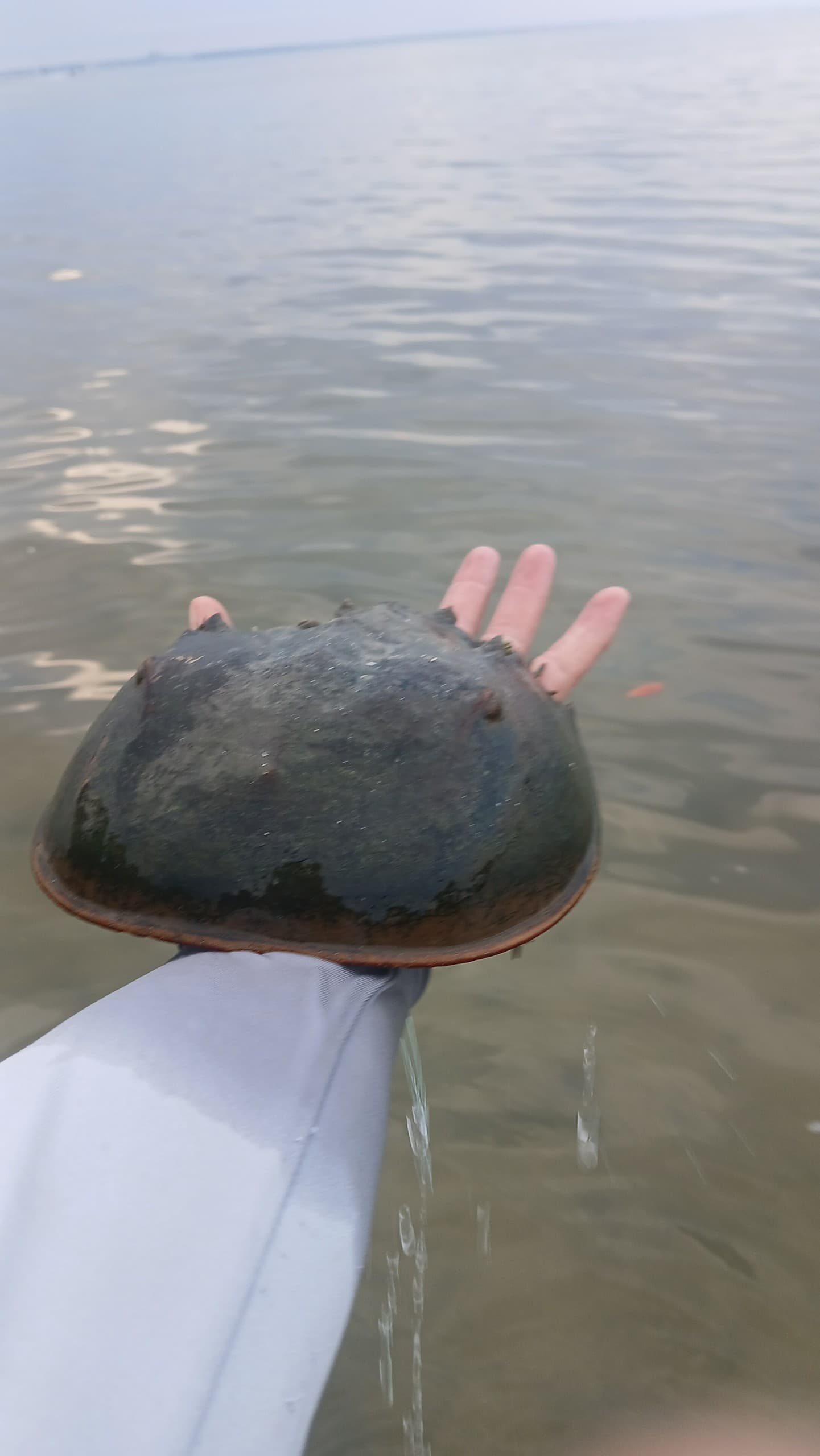 Lagoon School: Hands-On Paddling and Coastal Skills on Merritt Island Lagoon photo 3