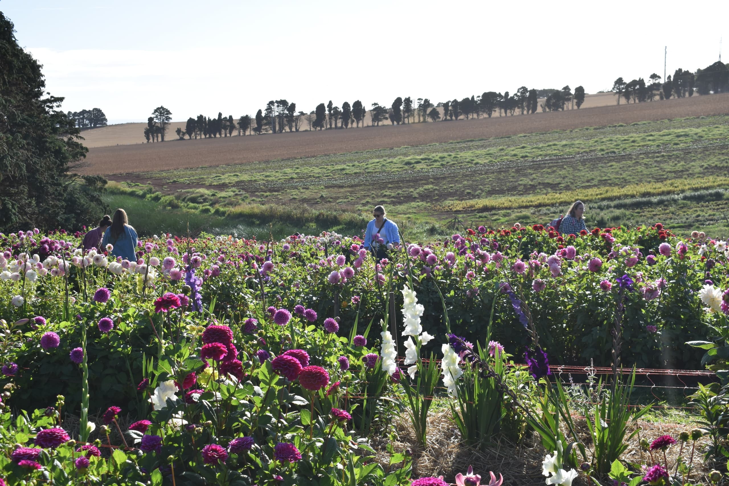 Pick Your Own Dahlias at The Patch: Saturday Flower Picking in Table Cape, Tasmania photo 3