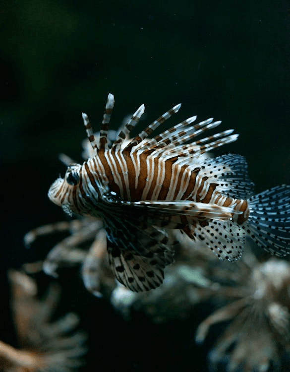 Master Lionfish Hunting: A Hands-On Reef Conservation Adventure in Alabama