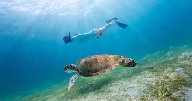 Snorkeler swimming with sea turtle over reef in clear tropical water