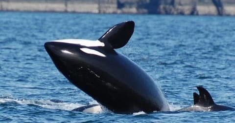 Whale Watch - Deer Harbor