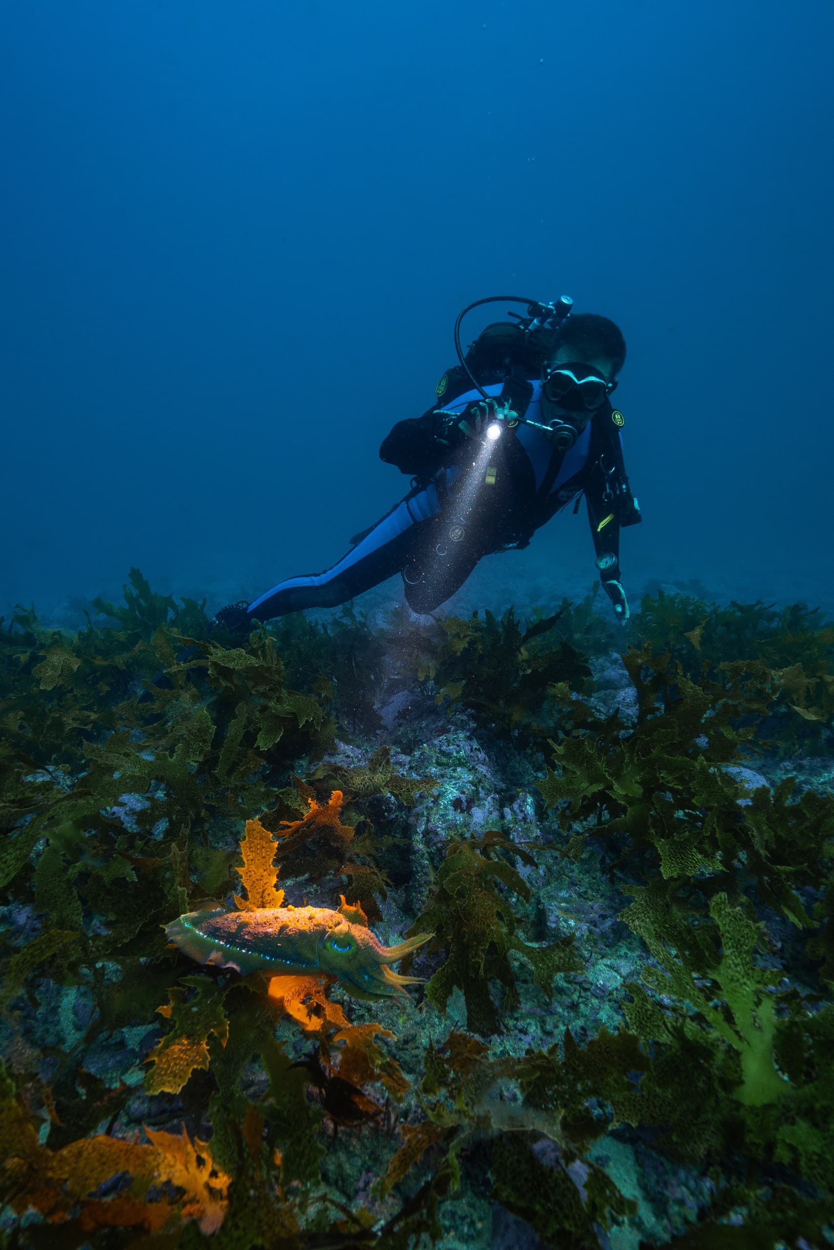Jervis Bay Night Dive: Bioluminescent One-Tank Scuba Adventure from Woollamia photo 2
