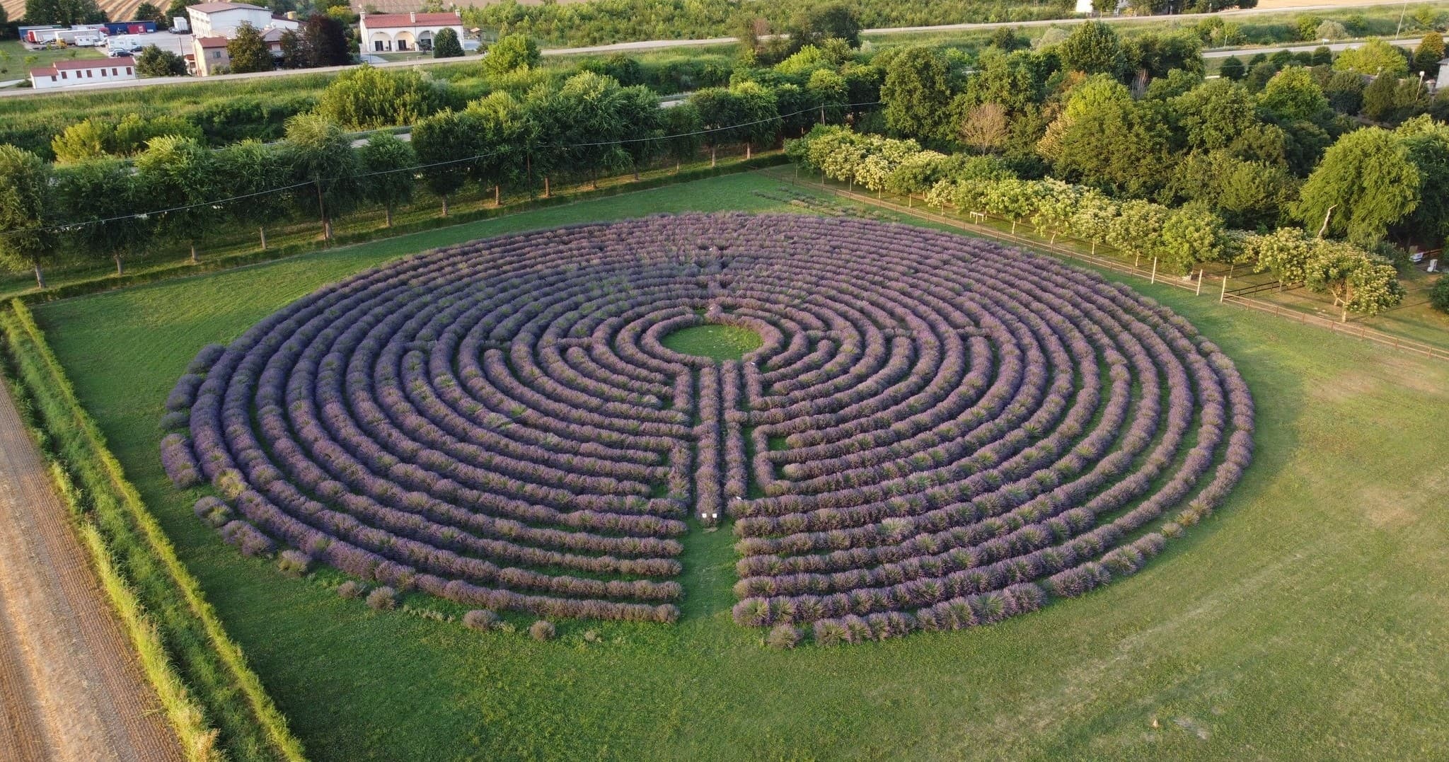 Lavender Labyrinth Adventures with Farm Experiences & Tours in Italy