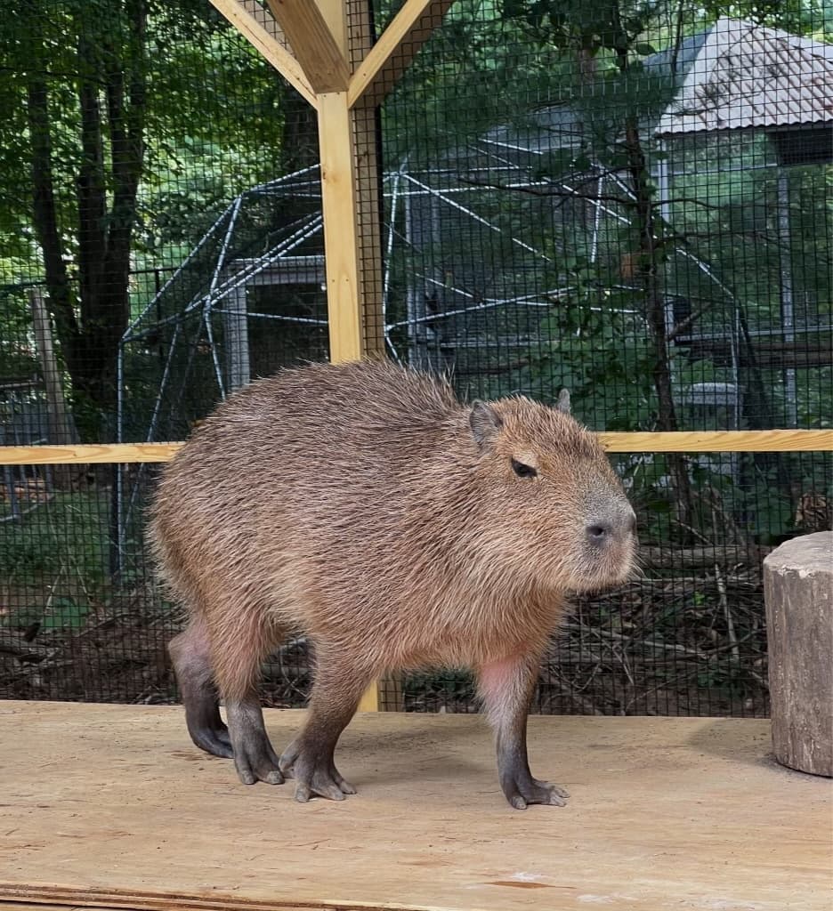 Capybara roaming outdoor exhibit enclosure at animal park