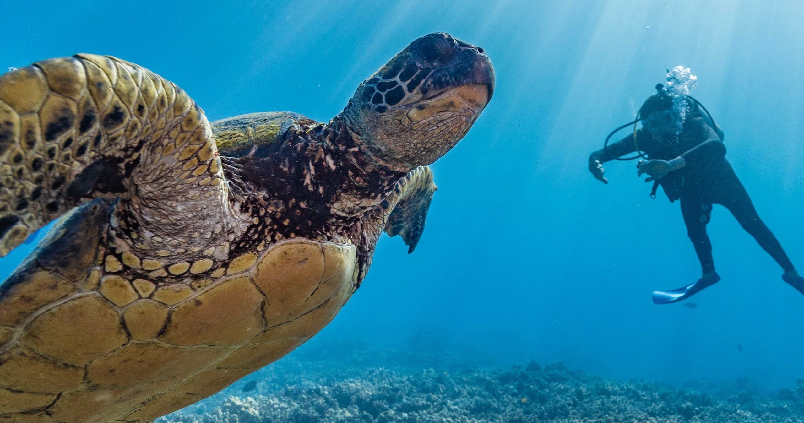 Sea turtle approaching reef with diver in clear Maui waters snorkeling