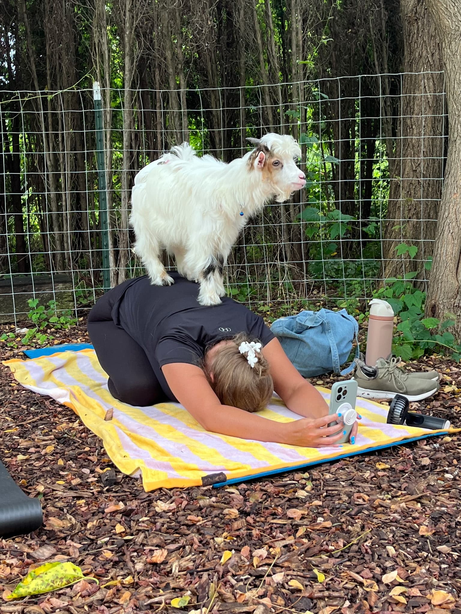 Baby Goat Yoga and Bottle-Feed at Ridley Sanctuary, Folsom PA photo 1