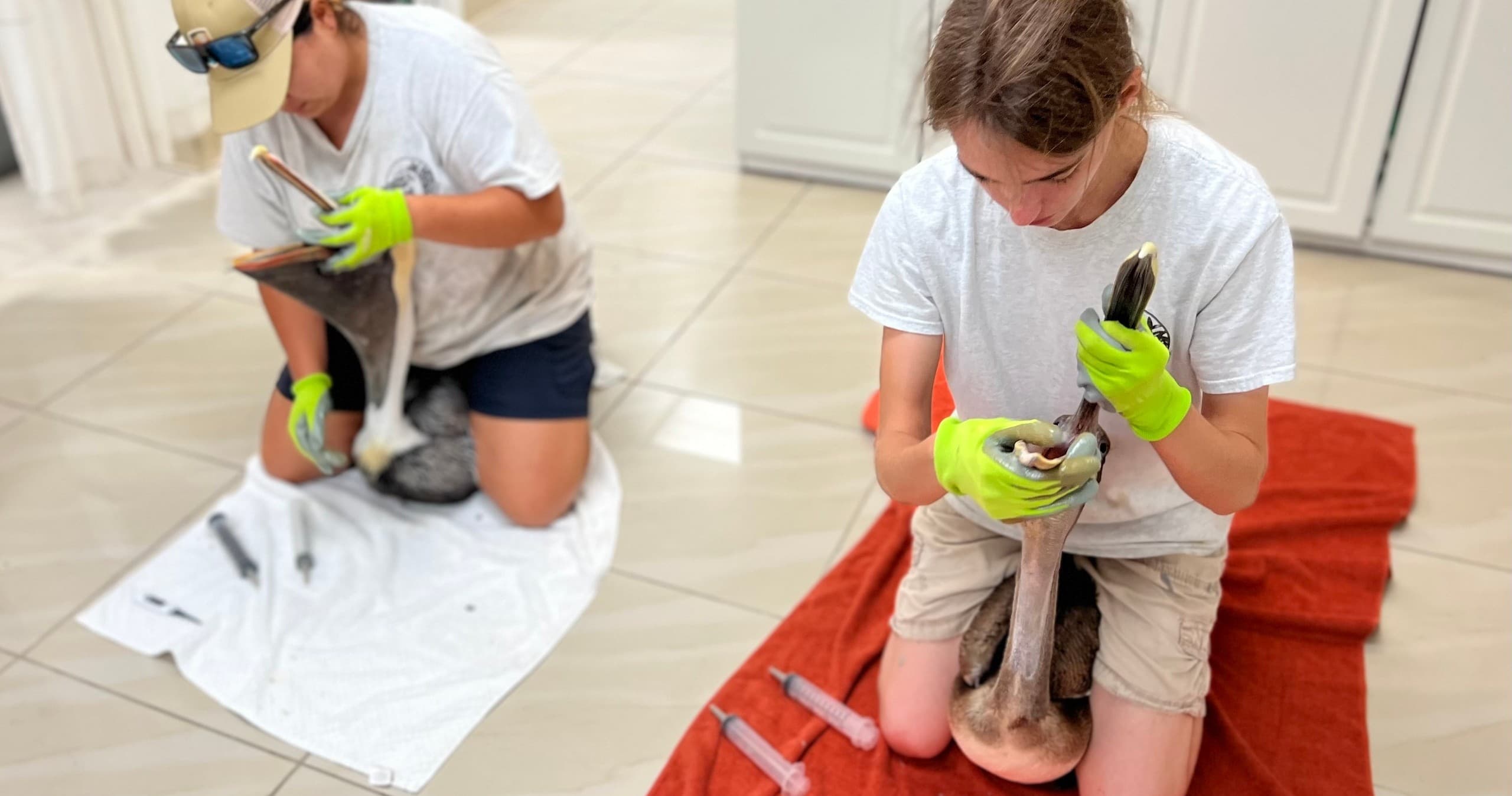 Explore the Mission Wild Bird Hospital: A Behind-the-Scenes Tour in Tavernier, Florida
