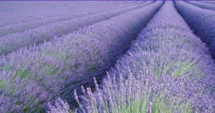 Rows of lavender fields stretching across rural landscape