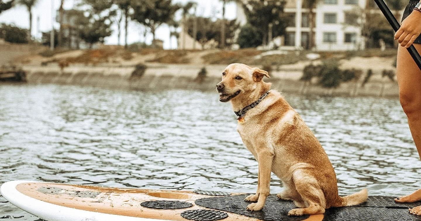 San Diego Auburn Club Private Paddle: Dog-Friendly SUP at Liberty Station