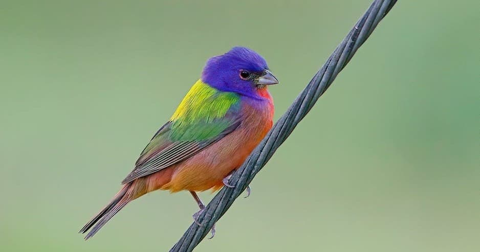 Painted bunting perched on wire in coastal scrub habitat