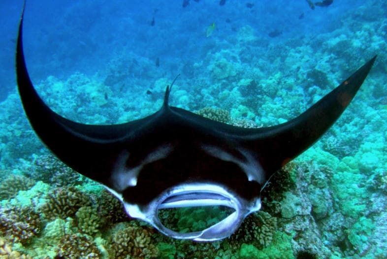 Dolphin & Shelling Cruises with Island Boat Adventures Gulfport