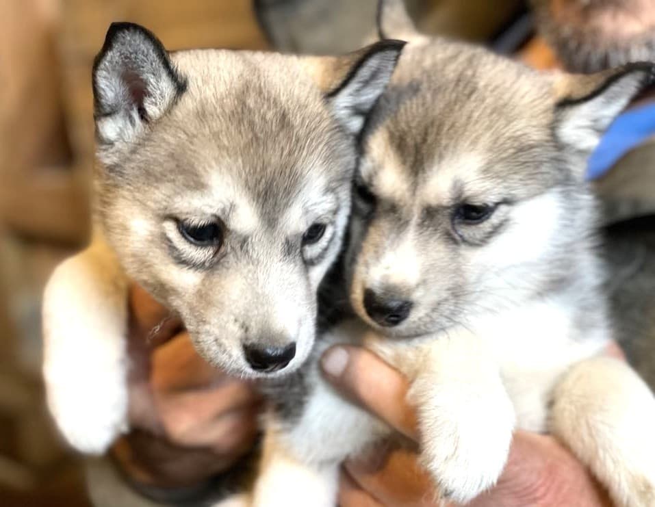 Arctic Kennel Visit in Kiruna: Meet Huskies, Kåta Coffee & Dog Sled Traditions
