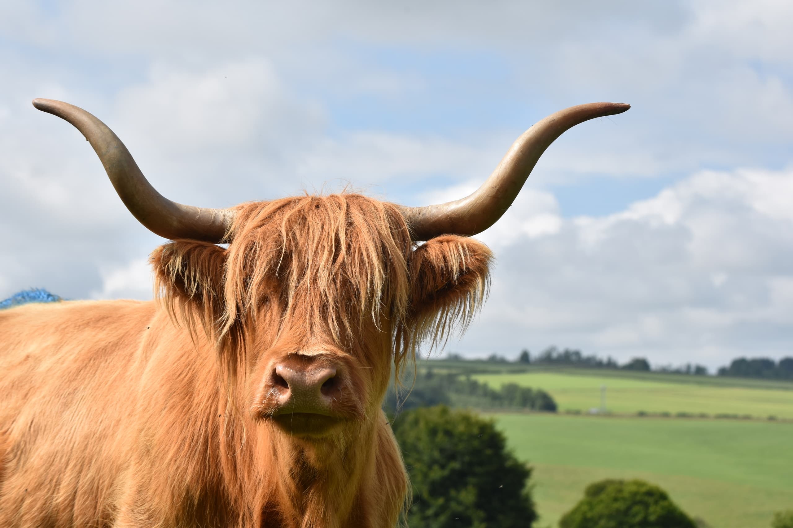 The Highland Way at Jacksons in Jedburgh: Highland Cows & Farm Adventures