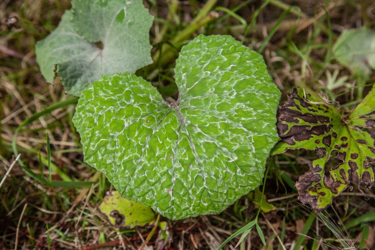 Foraging Leersums Veld: 4-Day Edible and Medicinal Plants Workshop near Leersum photo 4