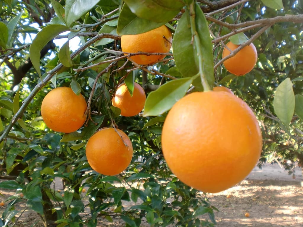 Valencia Orange Tour Experience with Turiart